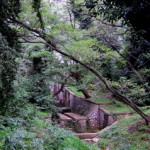 natura piante e animali nel parco del Circeo